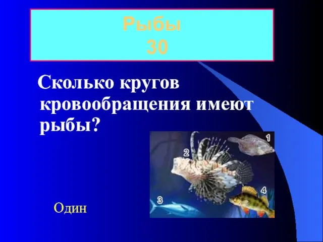 Сколько кругов кровообращения имеют рыбы? Рыбы 30 Один