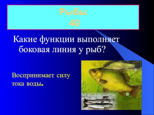 Рыбы 40 Воспринимает силу тока воды. Какие функции выполняет боковая линия у рыб?