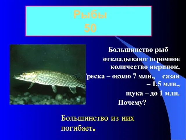 Большинство рыб откладывают огромное количество икринок. Треска – около 7 млн., сазан