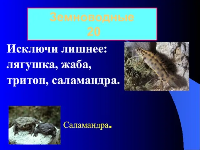 Исключи лишнее: лягушка, жаба, тритон, саламандра. Земноводные 20 Саламандра.