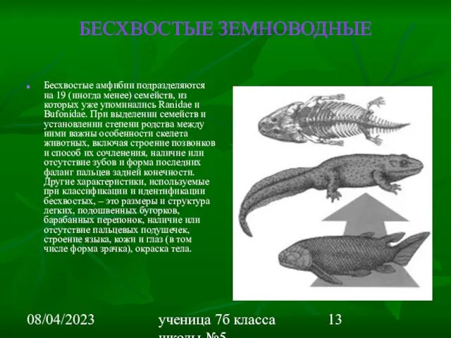 08/04/2023 ученица 7б класса школы №5 Вишневецкая Валерия БЕСХВОСТЫЕ ЗЕМНОВОДНЫЕ Бесхвостые амфибии