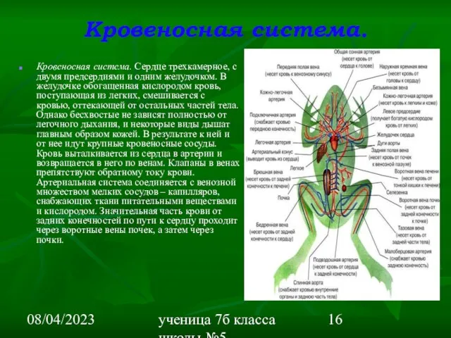 08/04/2023 ученица 7б класса школы №5 Вишневецкая Валерия Кровеносная система. Кровеносная система.