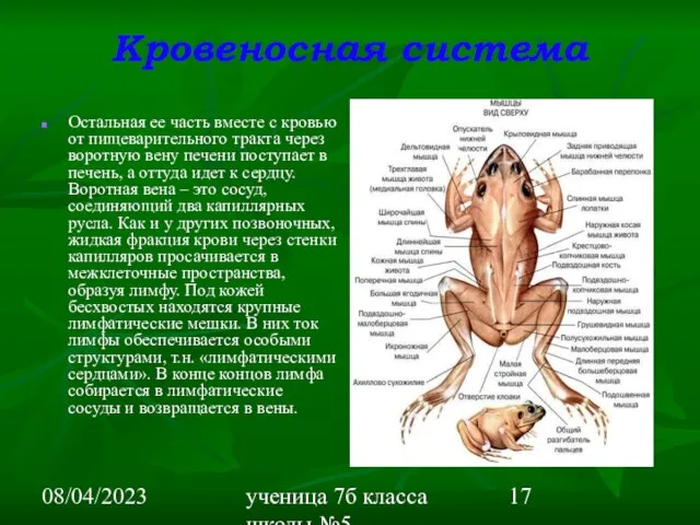 08/04/2023 ученица 7б класса школы №5 Вишневецкая Валерия Кровеносная система Остальная ее