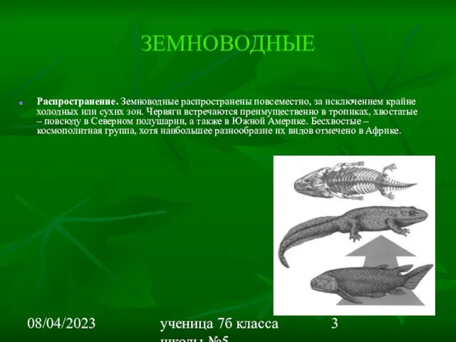 08/04/2023 ученица 7б класса школы №5 Вишневецкая Валерия ЗЕМНОВОДНЫЕ Распространение. Земноводные распространены