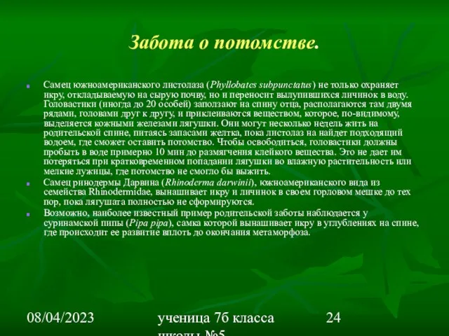 08/04/2023 ученица 7б класса школы №5 Вишневецкая Валерия Забота о потомстве. Самец