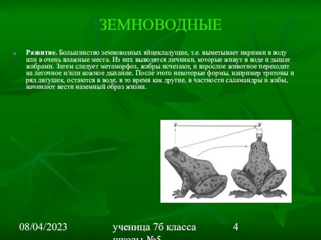 08/04/2023 ученица 7б класса школы №5 Вишневецкая Валерия ЗЕМНОВОДНЫЕ Развитие. Большинство земноводных