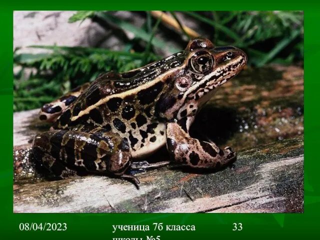 08/04/2023 ученица 7б класса школы №5 Вишневецкая Валерия