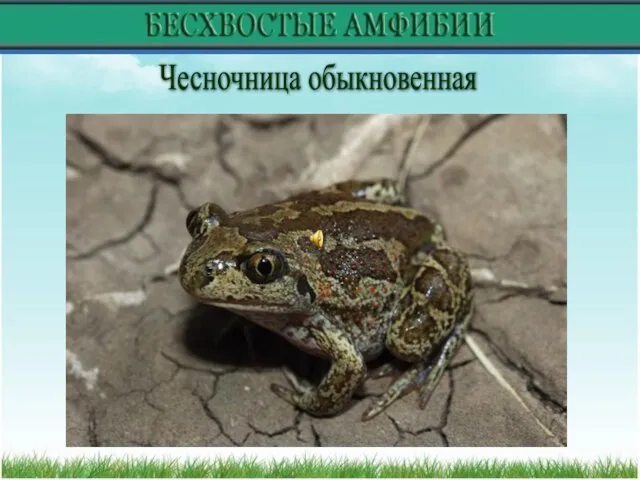 Чесночница обыкновенная