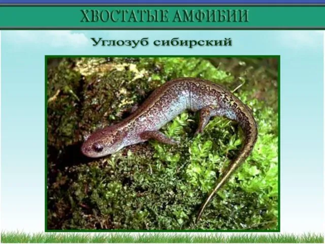 Углозуб сибирский