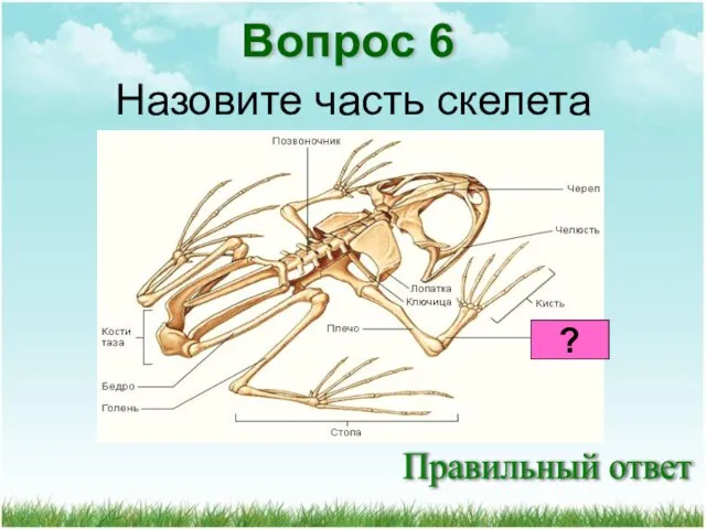 Правильный ответ Вопрос 6 Назовите часть скелета ?