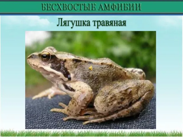 Лягушка травяная