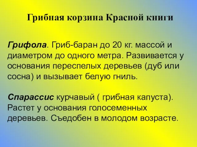 Грифола. Гриб-баран до 20 кг. массой и диаметром до одного метра. Развивается