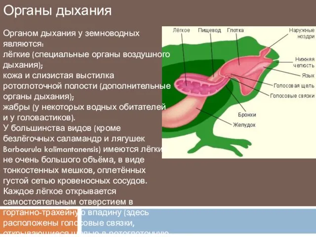 Органы дыхания Органом дыхания у земноводных являются: лёгкие (специальные органы воздушного дыхания);