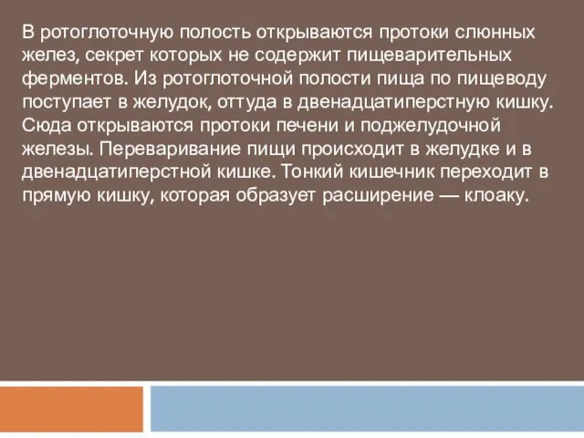 В ротоглоточную полость открываются протоки слюнных желез, секрет которых не содержит пищеварительных