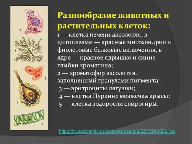 Разнообразие животных и растительных клеток: 1 — клетка печени аксолотля, в цитоплазме