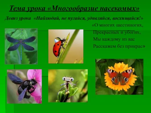 Тема урока «Многообразие насекомых» Девиз урока «Наблюдай, не пугайся, удивляйся, восхищайся!» «О