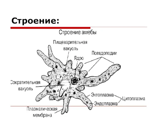 Строение: