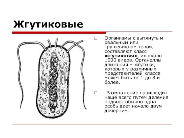 Жгутиковые Организмы с вытянутым овальным или грушевидном телом, составляют класс жгутиковых, их