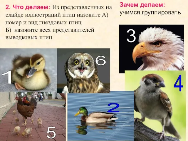 2. Что делаем: Из представленных на слайде иллюстраций птиц назовите А) номер