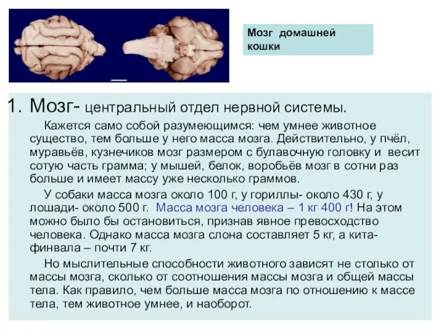 Мозг домашней кошки Мозг- центральный отдел нервной системы. Кажется само собой разумеющимся: