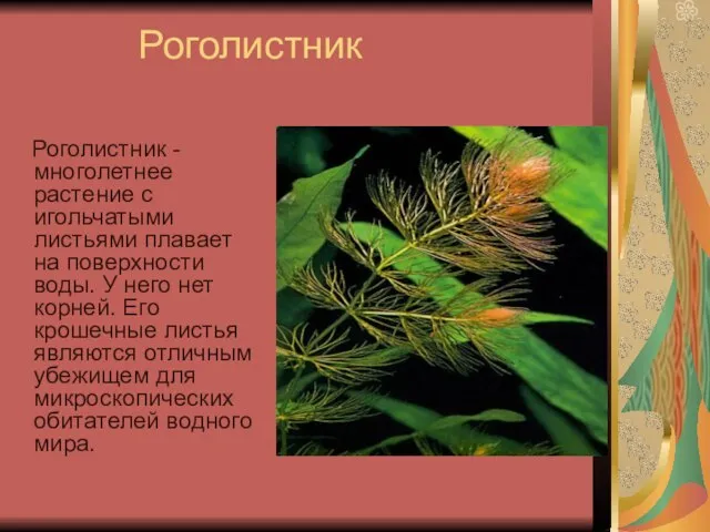 Роголистник Роголистник - многолетнее растение с игольчатыми листьями плавает на поверхности воды.