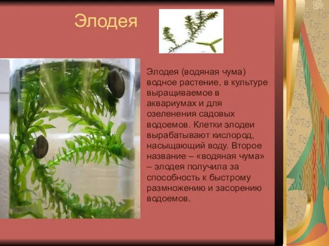 Элодея Элодея (водяная чума) водное растение, в культуре выращиваемое в аквариумах и