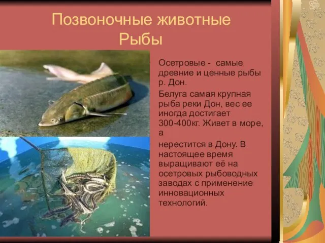 Позвоночные животные Рыбы Осетровые - самые древние и ценные рыбы р. Дон.