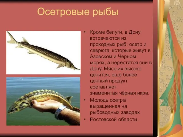 Осетровые рыбы Кроме белуги, в Дону встречаются из проходных рыб: осетр и