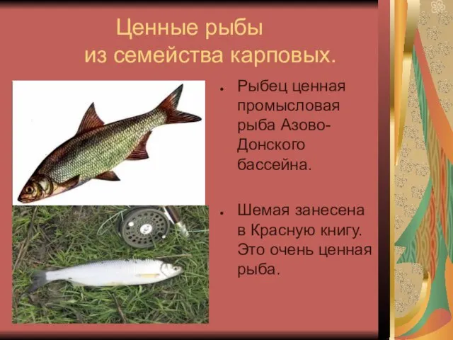 Ценные рыбы из семейства карповых. Рыбец ценная промысловая рыба Азово-Донского бассейна. Шемая