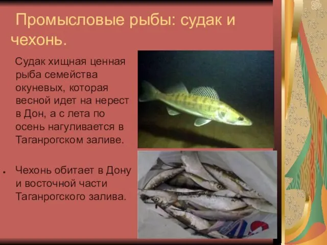 Промысловые рыбы: судак и чехонь. Судак хищная ценная рыба семейства окуневых, которая