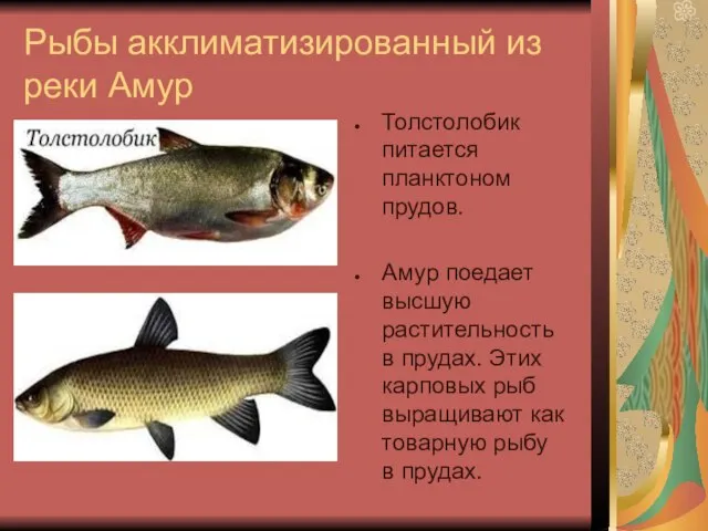 Рыбы акклиматизированный из реки Амур Толстолобик питается планктоном прудов. Амур поедает высшую