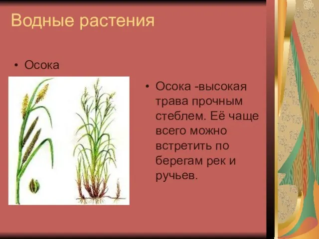 Водные растения Осока Осока -высокая трава прочным стеблем. Её чаще всего можно