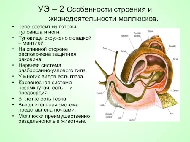 УЭ – 2 Особенности строения и жизнедеятельности моллюсков. Тело состоит из головы,