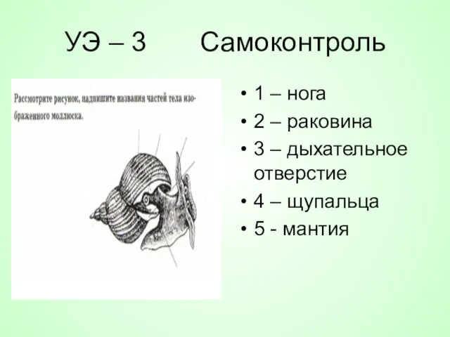 УЭ – 3 Самоконтроль 1 – нога 2 – раковина 3 –