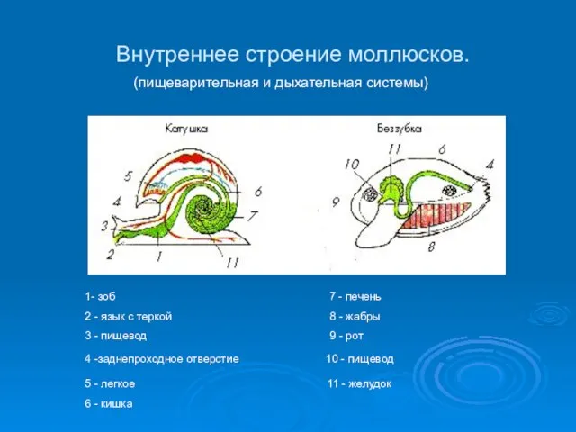 Внутреннее строение моллюсков. (пищеварительная и дыхательная системы) 1- зоб 7 - печень