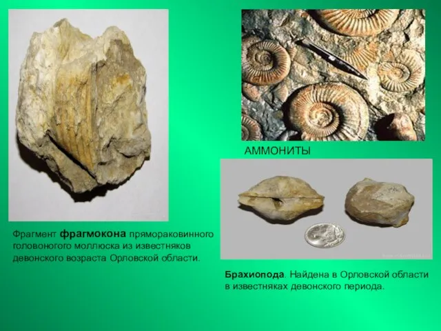 АММОНИТЫ Фрагмент фрагмокона прямораковинного головоногого моллюска из известняков девонского возраста Орловской области.