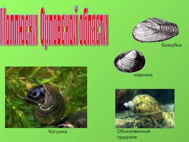 Моллюски Орловской области Катушка Обыкновенный прудовик шаровка Беззубка