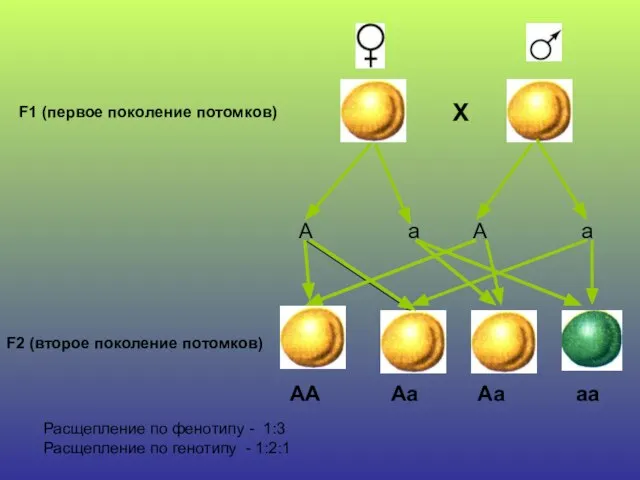 F1 (первое поколение потомков) Х А а А а F2 (второе поколение
