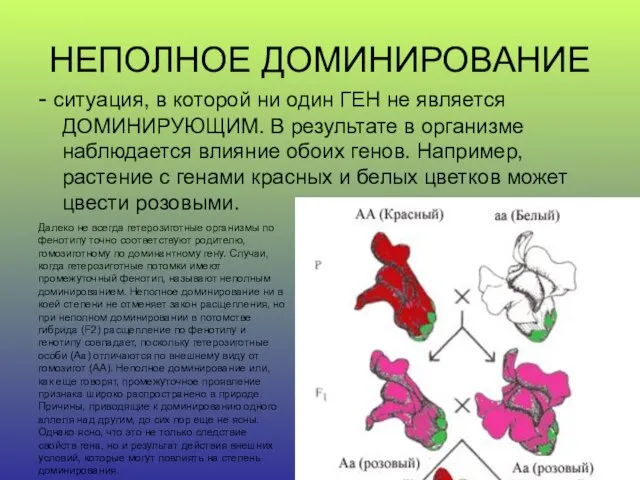 НЕПОЛНОЕ ДОМИНИРОВАНИЕ - ситуация, в которой ни один ГЕН не является ДОМИНИРУЮЩИМ.