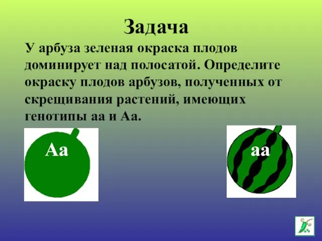 У арбуза зеленая окраска плодов доминирует над полосатой. Определите окраску плодов арбузов,