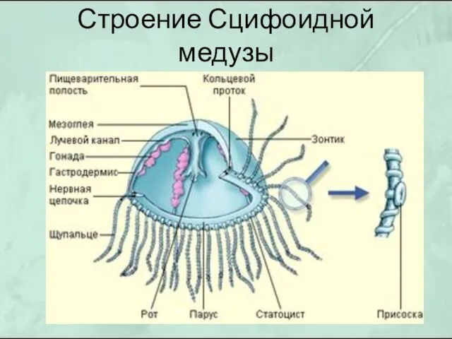 Строение Сцифоидной медузы