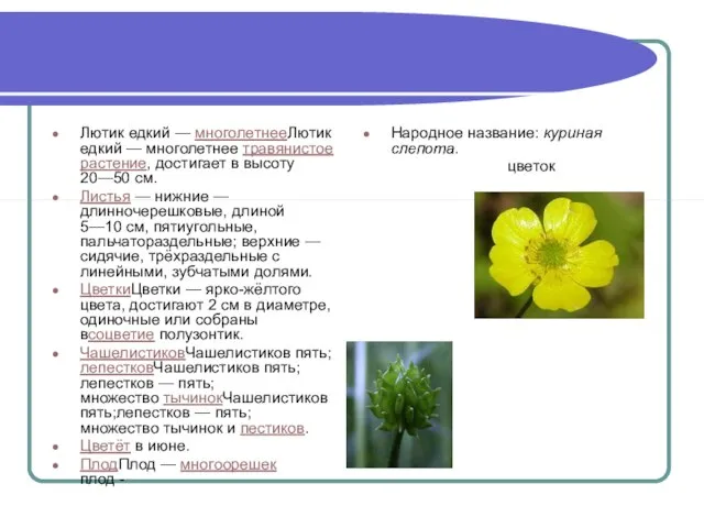 Лютик едкий — многолетнееЛютик едкий — многолетнее травянистое растение, достигает в высоту