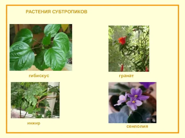 РАСТЕНИЯ СУБТРОПИКОВ гибискус сенполия инжир гранат