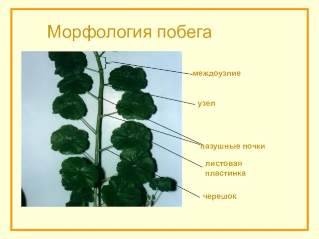 черешок пазушные почки узел междоузлие листовая пластинка Морфология побега