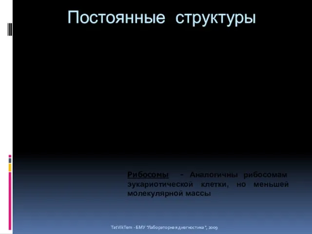 Постоянные структуры TatVikTem - БМУ "Лабораторная диагностика", 2009 Нуклеоид - циркулярно замкнутая