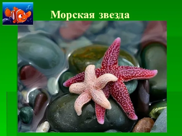 Морская звезда