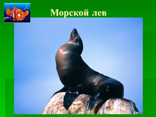 Морской лев