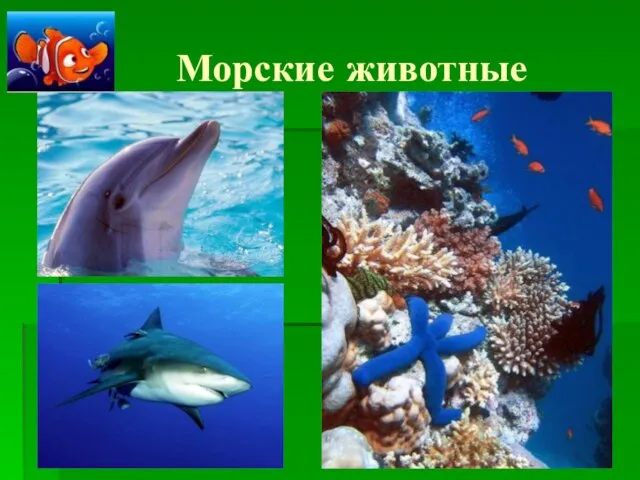 Морские животные