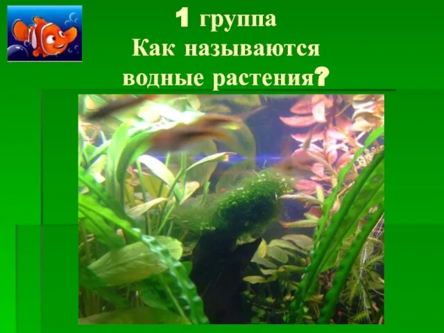 1 группа Как называются водные растения?