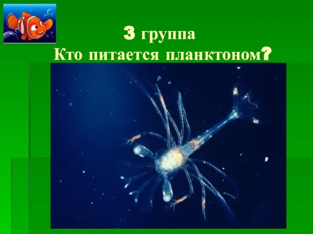 3 группа Кто питается планктоном?